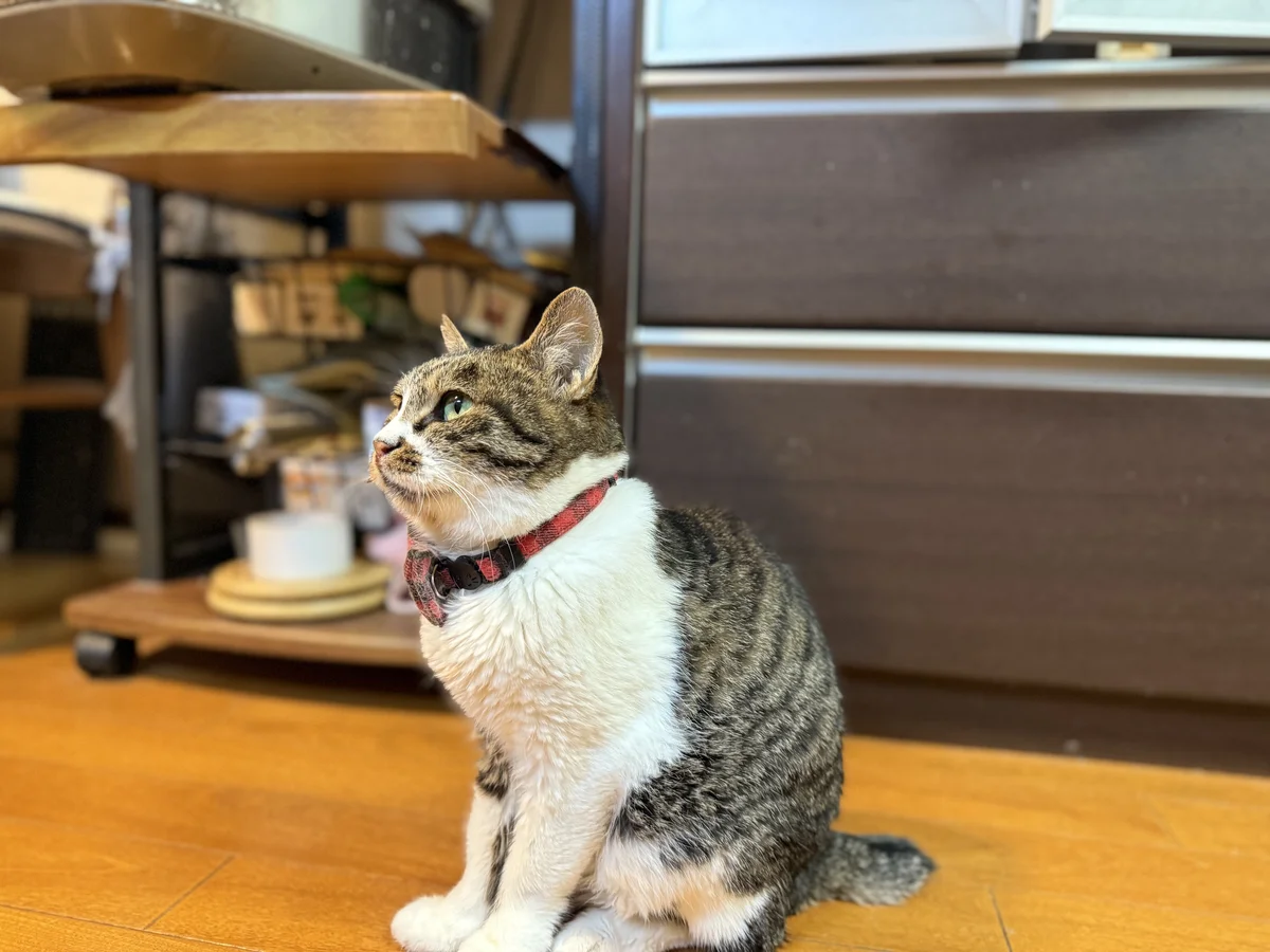 画像 1